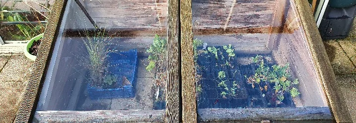 Holz-Frühbeet mit Setzlingen